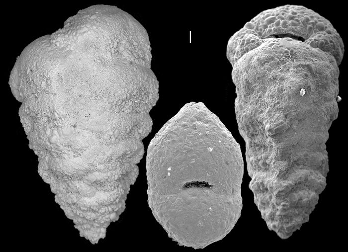 Textularia kerimbaensis Textularia kerimbaensis