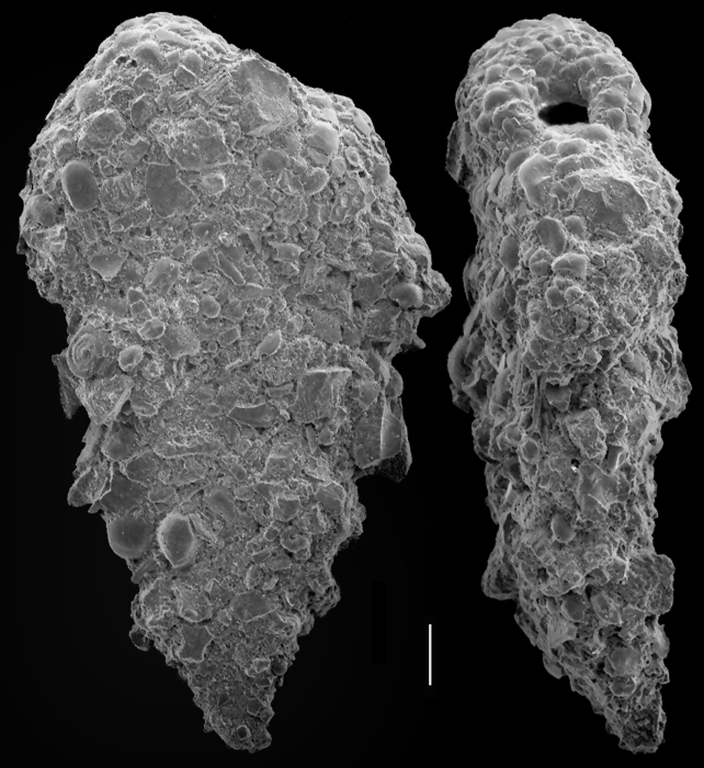 Textularia occidentalis Textularia occidentalis