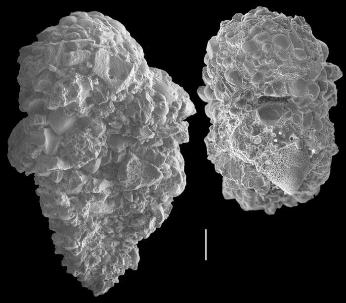 Textularia oceanica Textularia oceanica