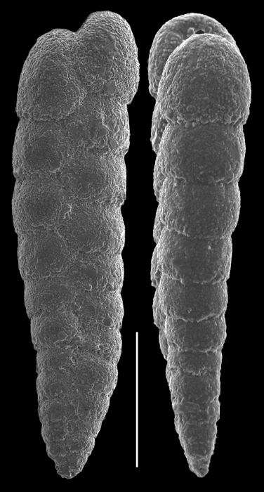 Textularia porrecta Textularia porrecta