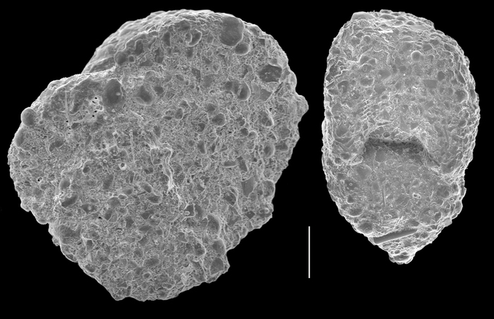 Textularia pseudosolita