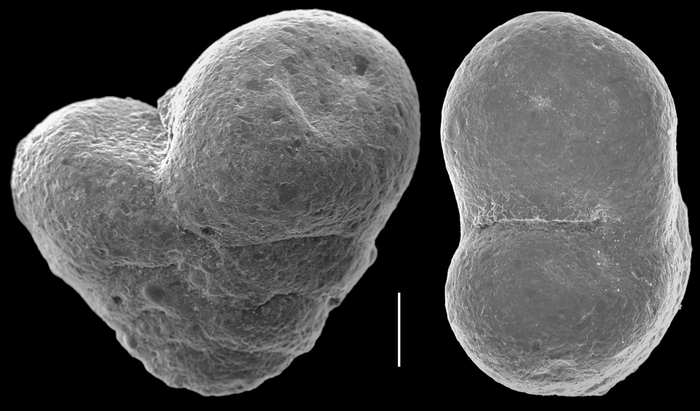 Textularia semialata