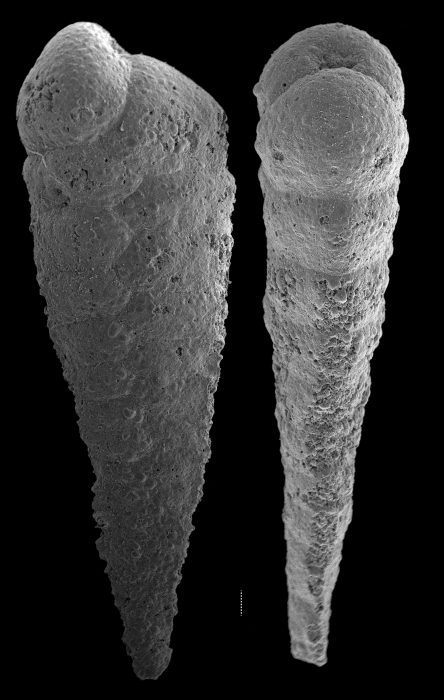 Textularia stricta Textularia stricta