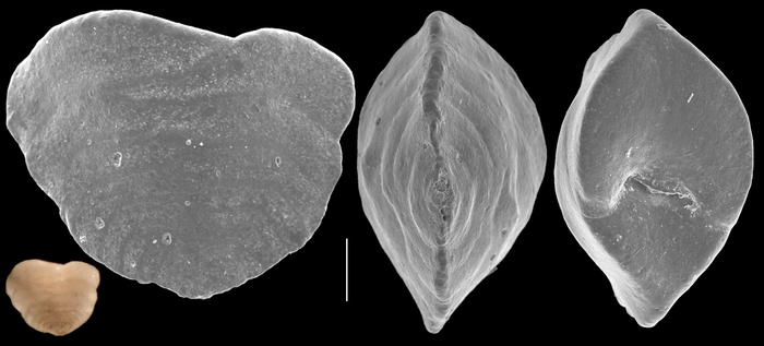 Textularia subantarctica Textularia subantarctica