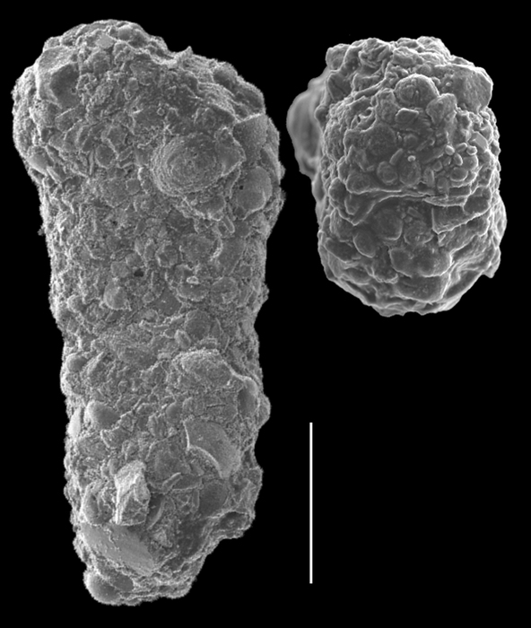 Textularia truncatiformis