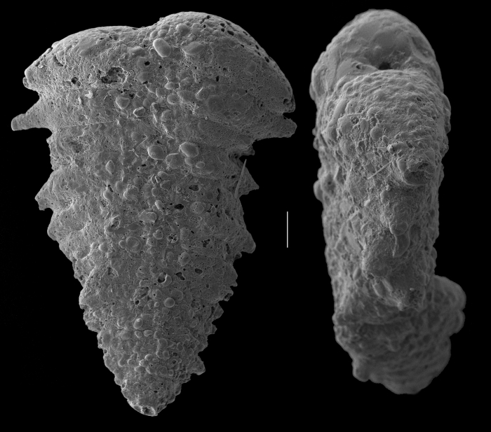 Textularia tubulosa Textularia tubulosa