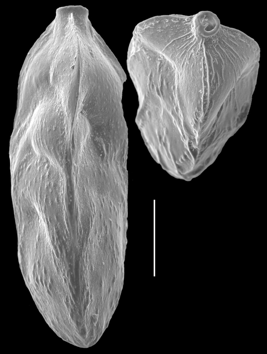 Trifarina bradyi
