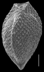 Triloculina bertheliliana, author: Le Coze, François
