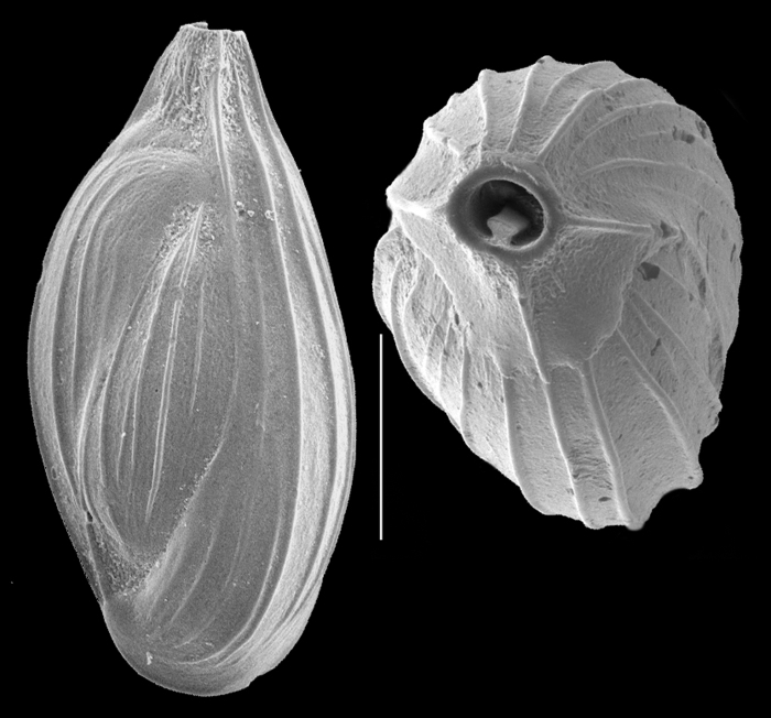 Triloculina earlandi Triloculina earlandi