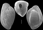 Triloculina terquemiana