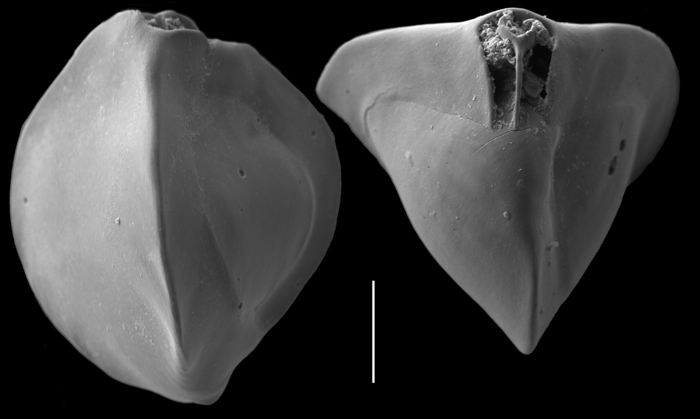 Triloculina tricarinata Triloculina tricarinata