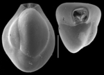 Triloculina trigonula