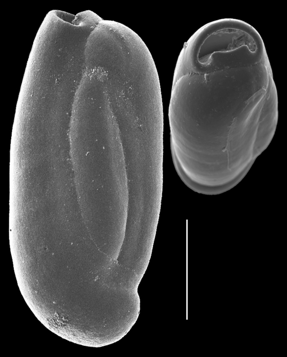 Triloculinella hornibrooki Triloculinella hornibrooki