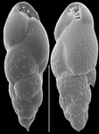 Trimosina orientalis