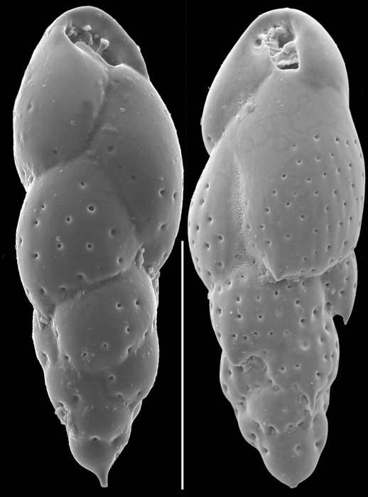 Trimosina orientalis Trimosina orientalis
