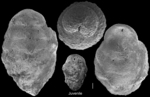 Tritaxilina caperata