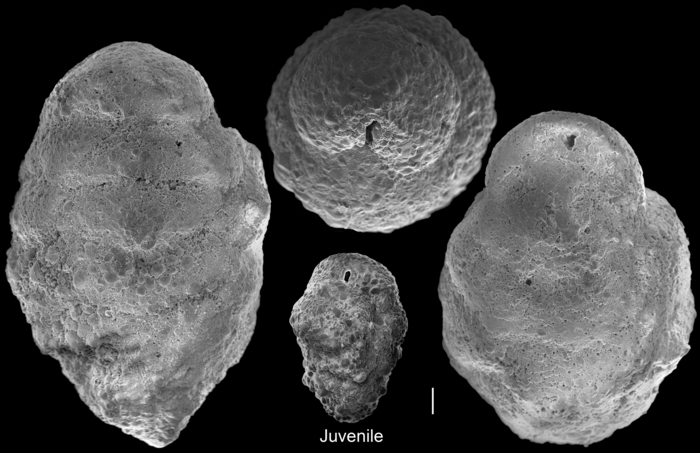 Tritaxilina caperata Tritaxilina caperata