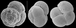 Trochammina xishaensis