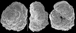 Trochamminopsis quadriloba