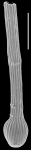Tubinella funalis