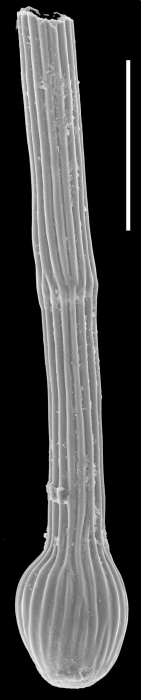 Tubinella funalis Tubinella funalis