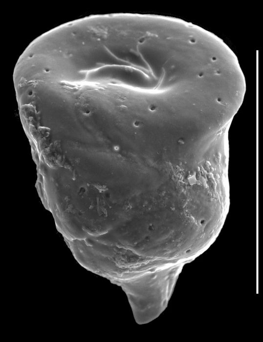 Ungulatella pacifica Ungulatella pacifica