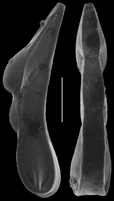 Vaginulina reophagina Vaginulina reophagina