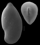 Vaginulopsis gnamptina