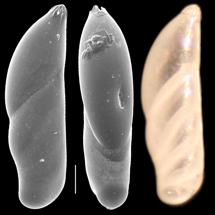 Vaginulopsis sublegumen Vaginulopsis sublegumen