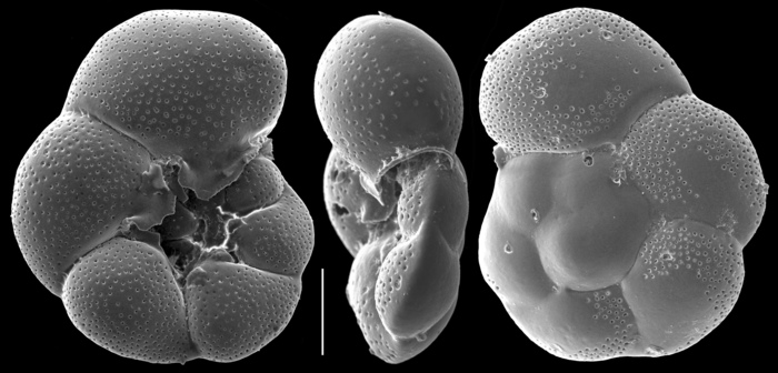 Valvulineria candeiana Valvulineria candeiana
