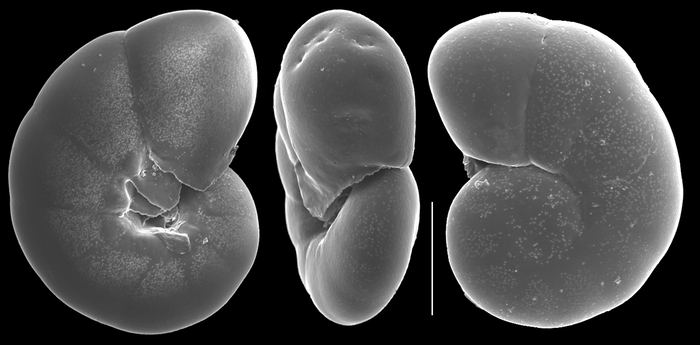 Valvulineria minuta Valvulineria minuta