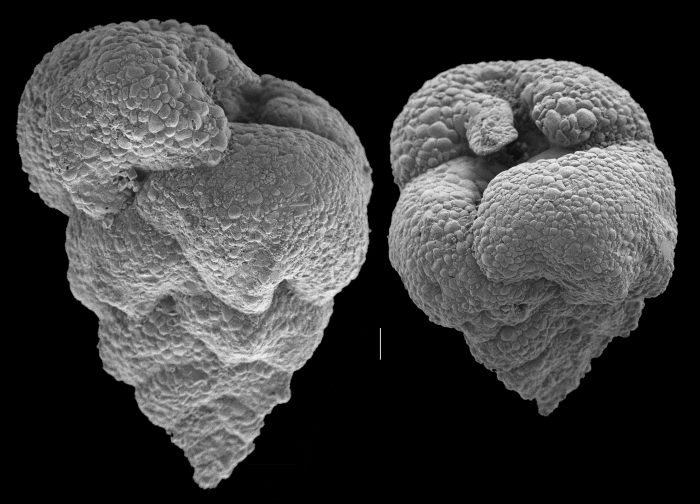 Valvulina oviedoiana Valvulina oviedoiana