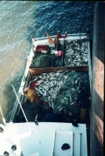 Gill nets and set nets