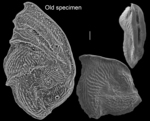 Vertebralina insignis
