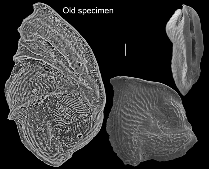 Vertebralina insignis Vertebralina insignis