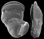 Vertebralina striata