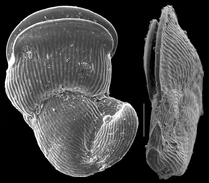 Vertebralina striata Vertebralina striata