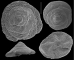 Zaninettia conica