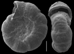 Zoyaella dissimilis