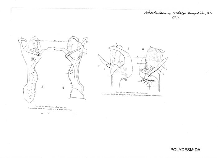Abatodesmus velosoi
