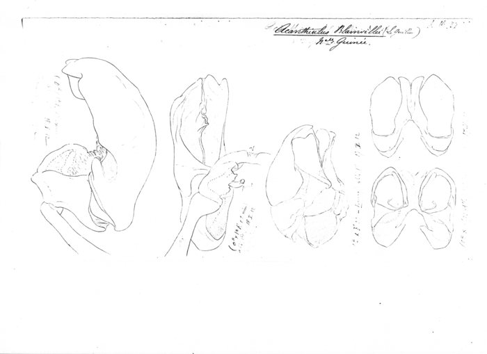 Acanthiulus blainvillei