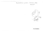 Acanthodesmus picteti