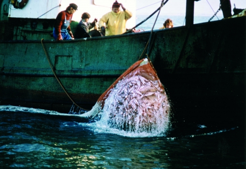 N172 collecting net