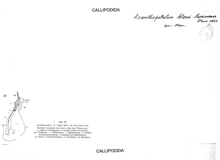 Acanthopetalum blanci lavrionense
