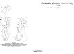 Acanthopetalum furculigerum transitionis