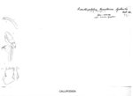Acanthopetalum thessalorum
