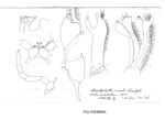 Aceratophallus unicolor lamellifer