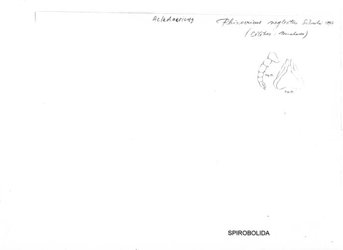 Acladocricus neglectus