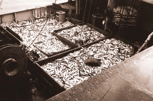 Huge catches of herring