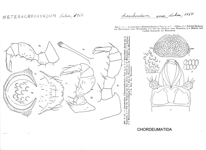 Acrochordum evae